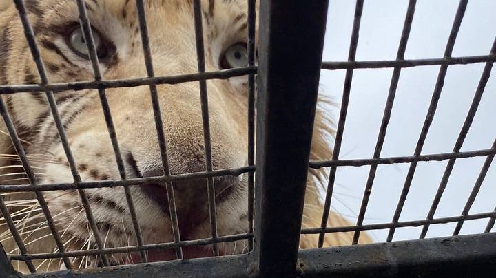 老虎在智利野生动物园公园袭击后立即杀害的女人