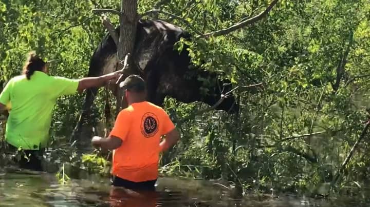 艾达飓风袭击路易斯安那州后，牛被困在树上