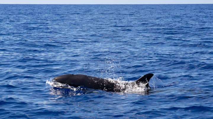 杀手鲸正在攻击大白鲨并撕开肝脏