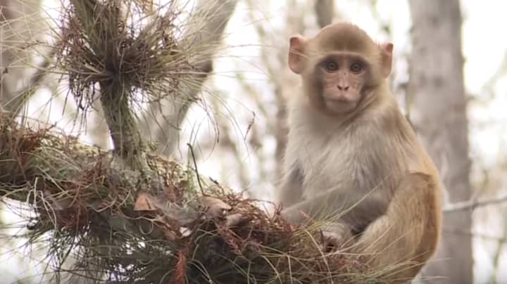 野疱疹缠身的猴子现在正在漫游佛罗里达州的东北海岸