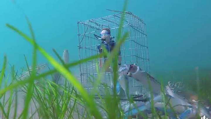 水下螃蟹凸轮揭示了甲壳类动物的刺激性