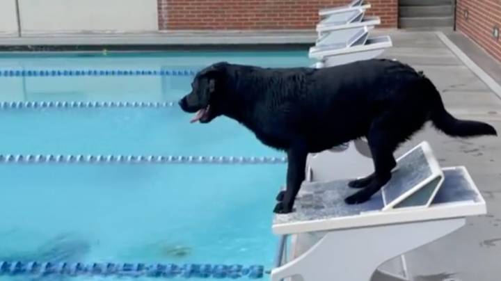 金牌得主训练他的狗像奥林匹克游泳者一样比赛