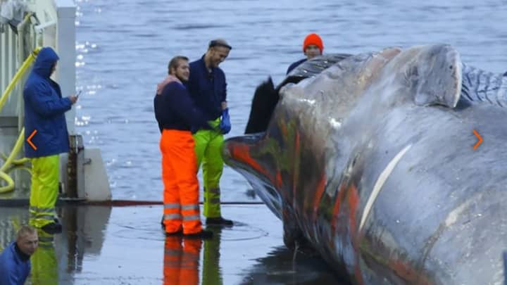 捕鲸者在冰岛杀死了五十多年来的第一个“蓝鲸”
