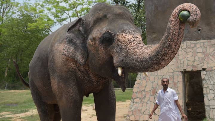 被囚禁35年的大象在柬埔寨避难所找到了新家