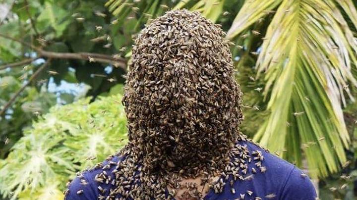 养蜂人让数千只蜜蜂覆盖他的整个头部