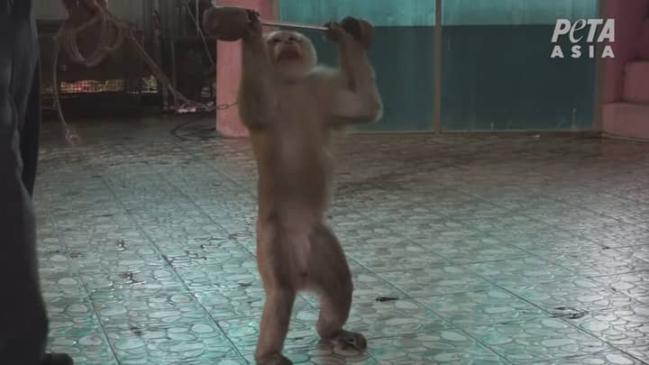 令人心碎的镜头显示泰国的猴子被迫举重