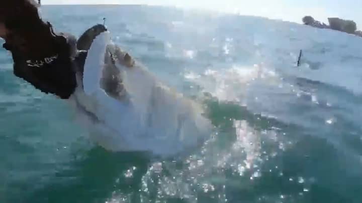 巨大的锤头鲨鱼从渔夫手中抓住