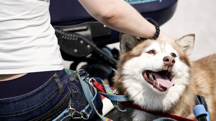 墨尔本议会可以使潜在的宠物主人在获得动物之前进行测试