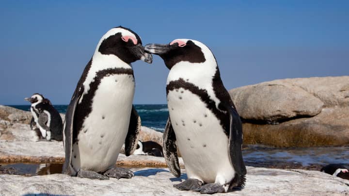 蜂群在南非杀死60多个濒危企鹅