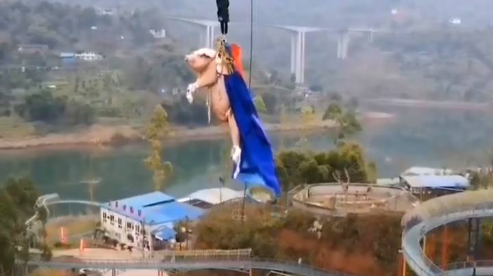 尖叫的猪在中国主题公园蹦蹦跳跳