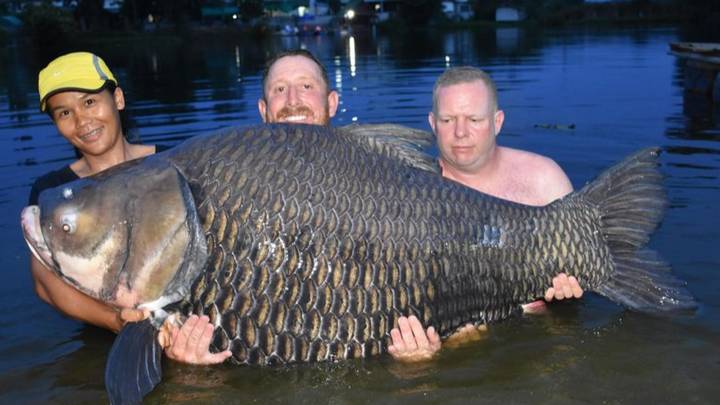 英国人在泰国捕获“世界上最大的鲤鱼”，重达232磅