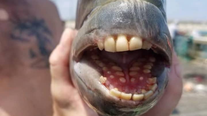 用“人类牙齿”的“恐怖”鱼扰您的社交媒体用户“width=
