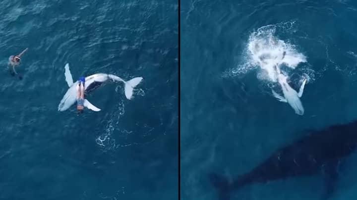 好奇的婴儿鲸离开妈妈来拥抱潜水员