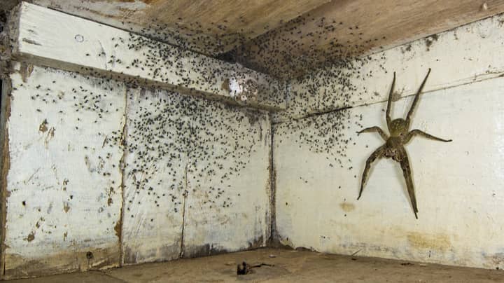 男人发现蜘蛛在床下繁殖的大小