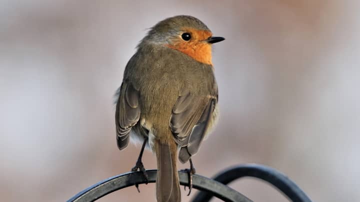 “美丽的小鸟”被困在胶水陷阱中后死亡