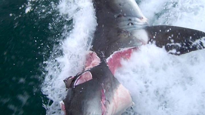 大白鲨在疯狂的袭击中咬了彼此的咬合