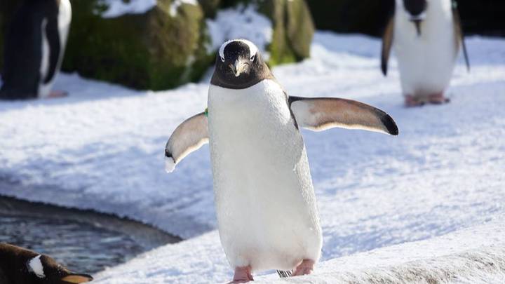 爱丁堡动物园的企鹅是爱雪
