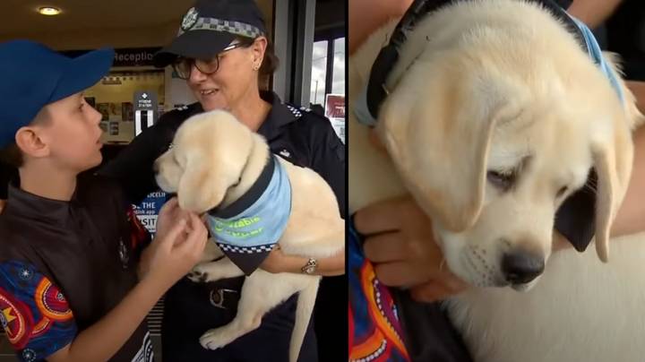 昆士兰州警察礼物小男孩父亲被杀后，一只支持小狗