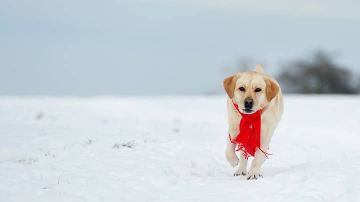 狗主人警告要在寒冷的天气和雪中照顾宠物“width=