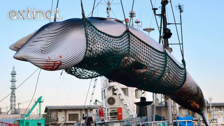 日本将在30年后再次开始在2019年再次开始商业鲸鱼