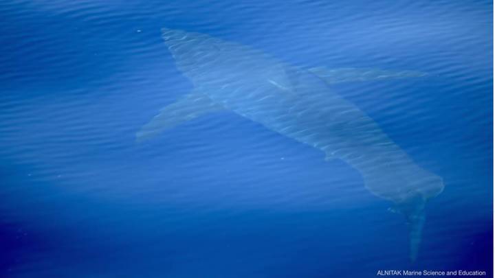 在马略卡岛附近发现的巨大大白鲨