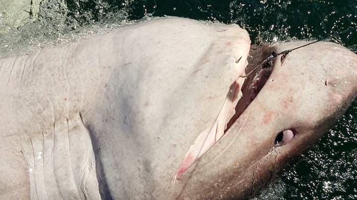 在爱尔兰，一名女子摇入重1200磅的15英尺大鲨鱼中