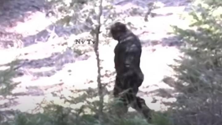 专家被“ Bigfoot”震惊于新目击的视频中“width=