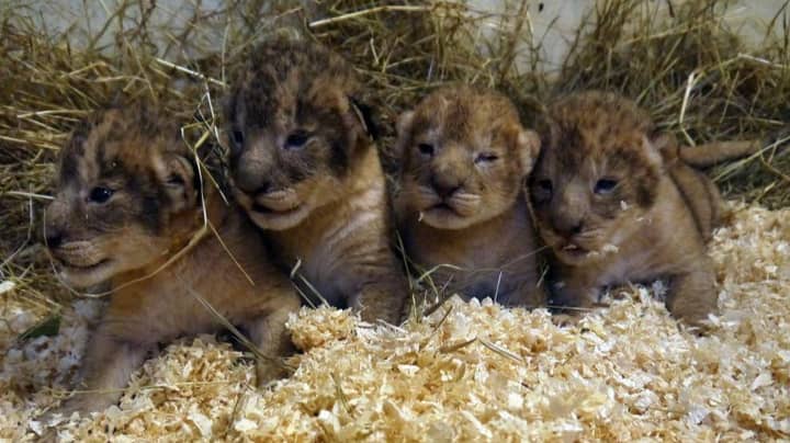 瑞典动物园说，自2012年以来，它已经对九只健康狮子幼崽进行了安乐死