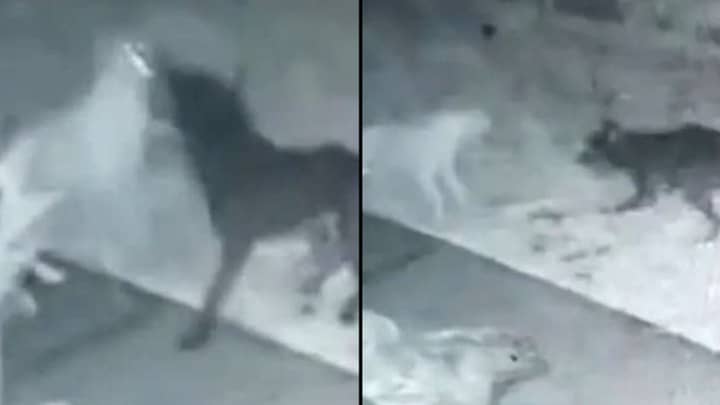 男人捕获了“幽灵狗”的令人毛骨悚然的镜头，他的小狗在后花园里