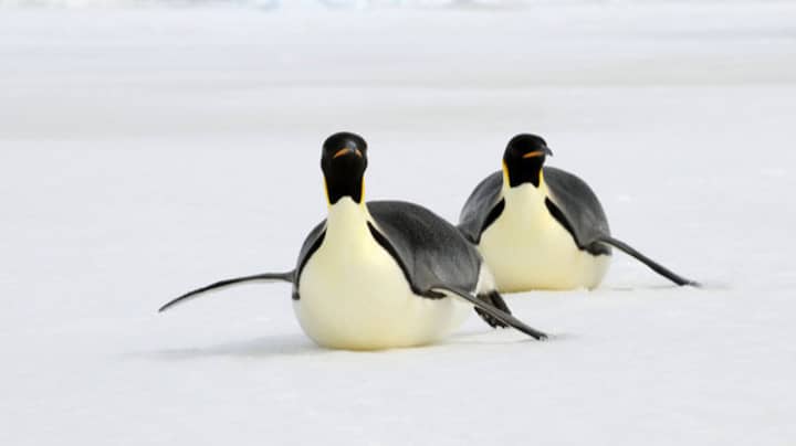 英国政府支持计划创建180万公里的南极自然保护区