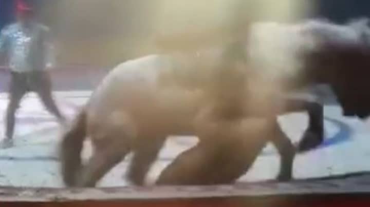 马在中国马戏团被老虎和狮子残酷攻击