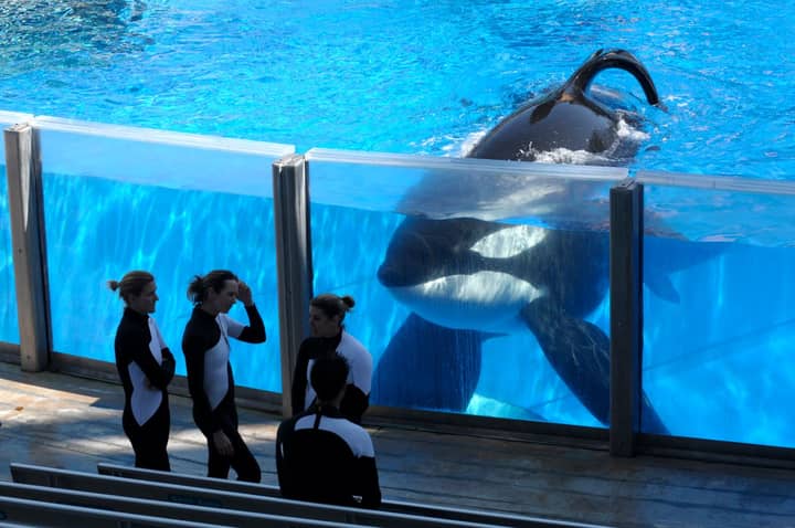 来自“黑鱼”死于36岁的杀手鲸tilikum