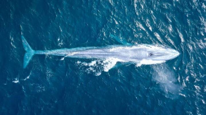 追随澳大利亚海岸的首次验证蓝鲸的摄影师'无言以对