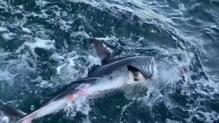 大白鲨之后的渔夫愤怒从金枪鱼中咬了一口