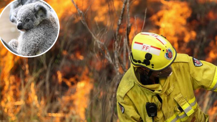 野生动物专家称澳大利亚森林大火是“大自然向我们宣战”＂width=