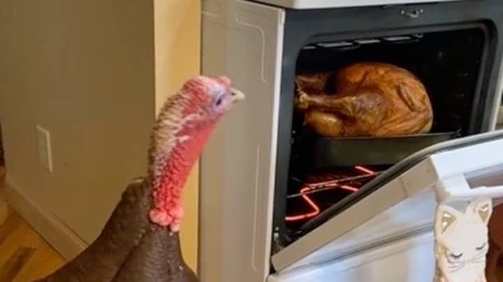 女人向宠物火鸡展示她的感恩节火鸡在烤箱中煮熟
