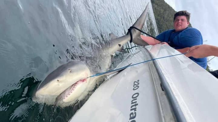 在悉尼港的2.8米公牛鲨中的​​少年卷轴