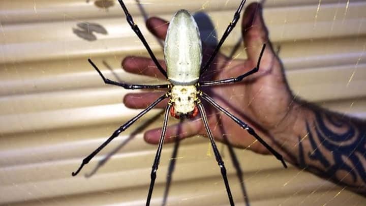 人们在澳大利亚看到巨大的金球蜘蛛后感到恐惧“width=