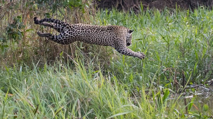 令人难以置信的镜头显示Jaguar在10英尺以下河中的Caiman上扑“width=