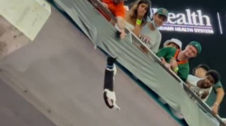 迅速思考的足球迷在足球比赛中使用国旗捕捉掉落的猫