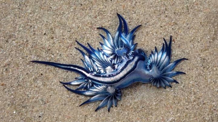 有毒的蓝龙在南非的海滩上洗涤GydF4y2Ba