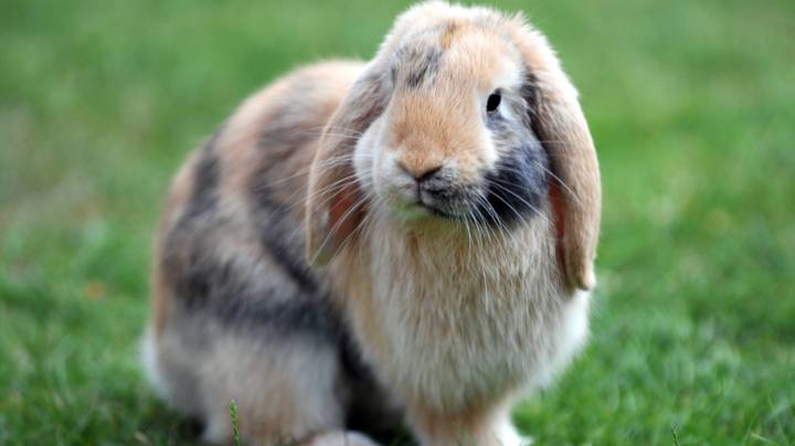 兽医说，兔子应该成对或群体保存成对或群体以避免孤独