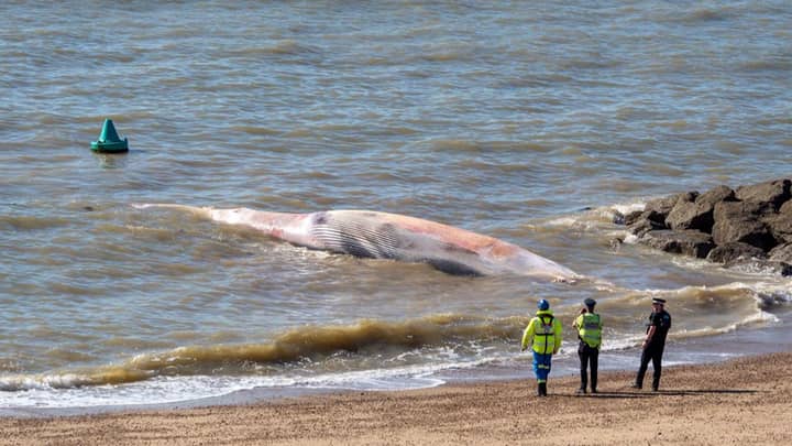 一头40英尺的巨型鲸鱼被冲上了埃塞克斯海滩＂width=