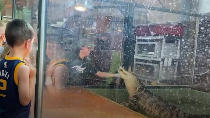 动物园访客跳入鳄鱼围栏中，以保存处理程序，爬行