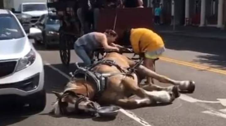 视频显示马在拉动马车时从热量中脱颖而出