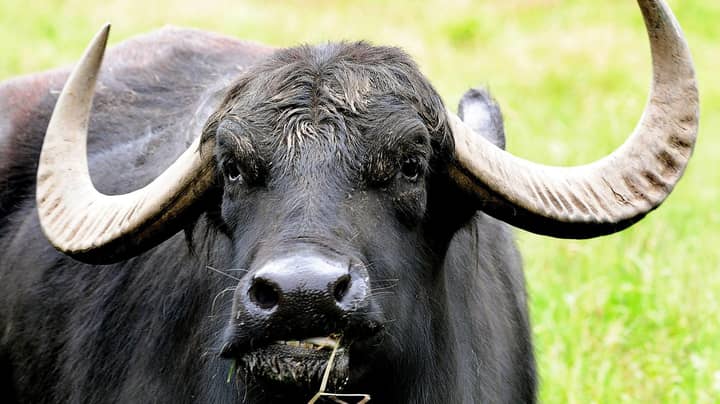 一个人死亡，两人在威尔士的水牛袭击中受伤