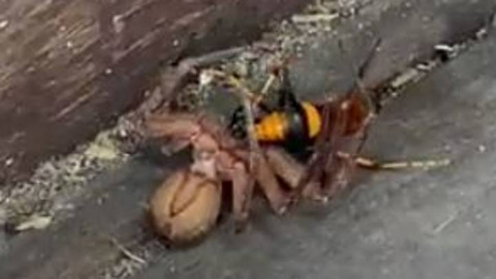 亨斯迈蜘蛛和巨大的黄蜂战斗到死亡