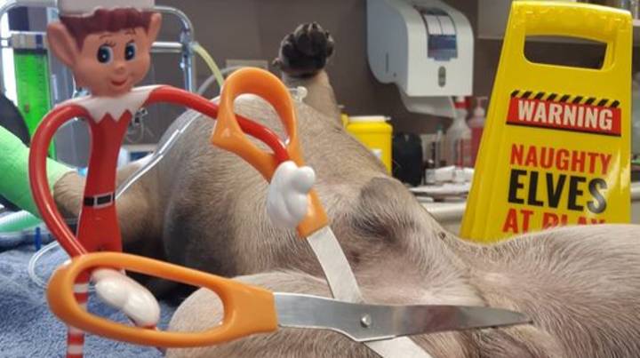 兽医手术在架子图片上共享令人难以置信的精灵，以鼓励狗主人给宠物剪