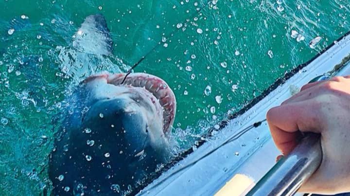 鲨鱼称为大规模的32石头捕获了康沃尔郡的海岸