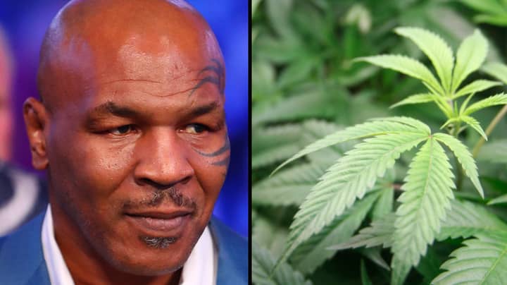 迈克·泰森（Mike Tyson）在他在加利福尼亚的巨大大麻牧场上破裂